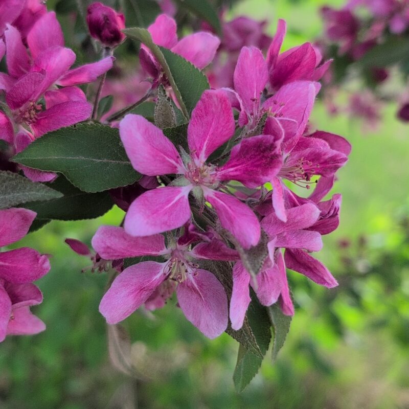 Dark pink cherry blossoms.