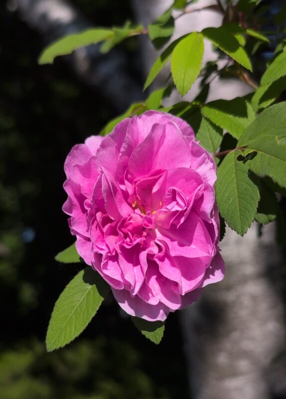 Bright pink rose blosso in my yard.
