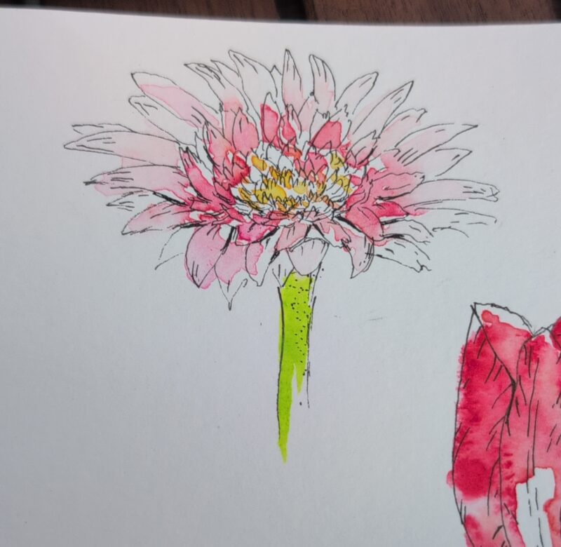 Dahlia watercolour painting (from a book exercise).