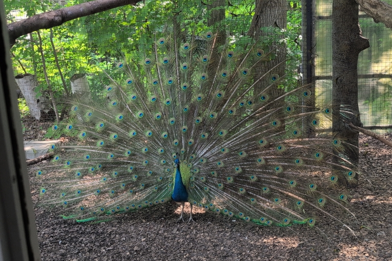 Peacock at the Toronto Zoo. He's displaying his full tail.