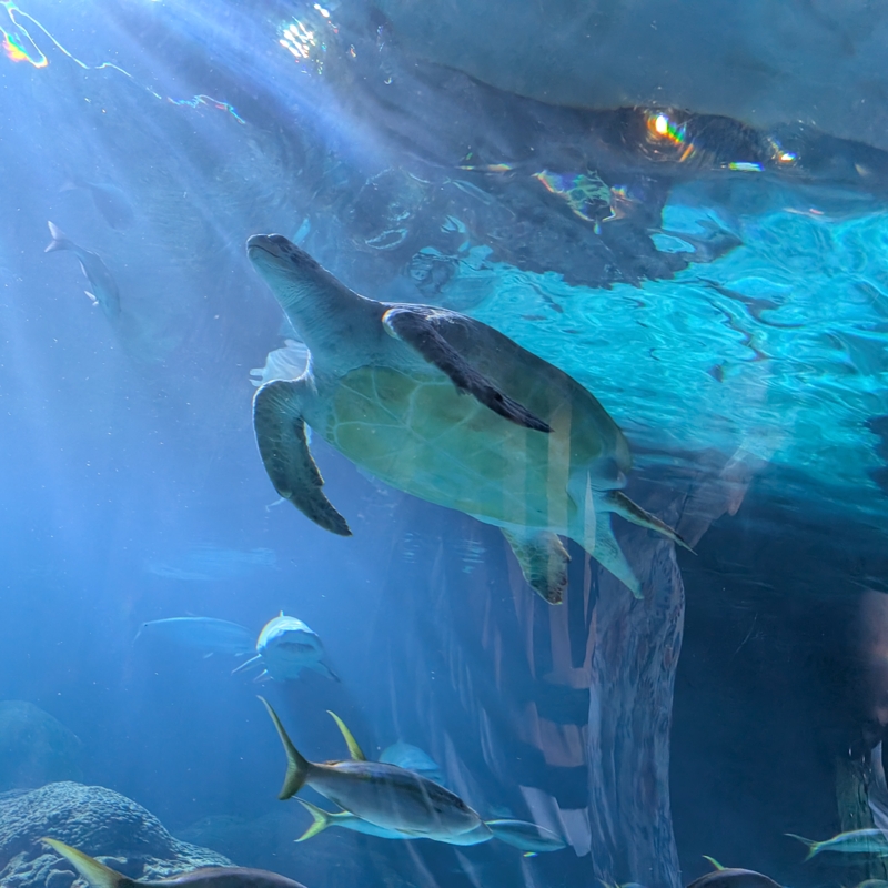 Sea turtle, fish and sharks in the Toronto aquarium.