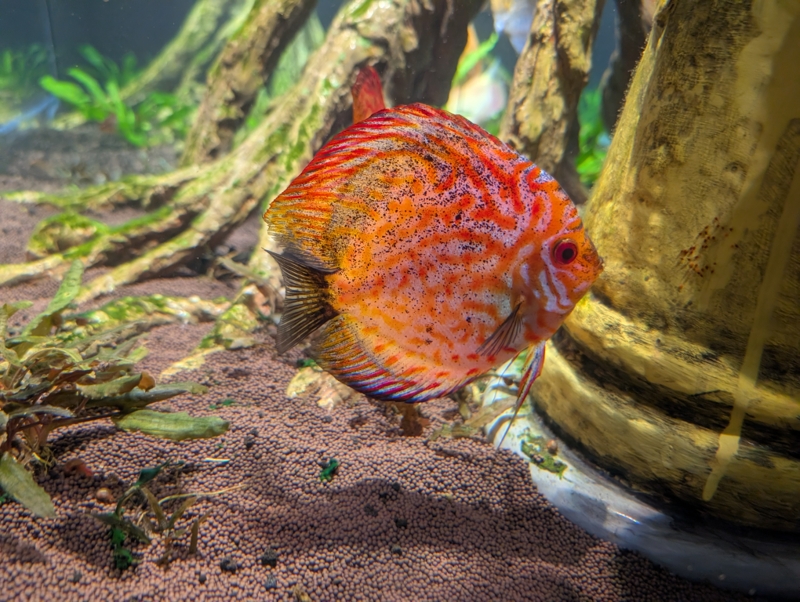 A bright orange fish with a complicated line pattern on it, seen at the Toronto Aquarium.