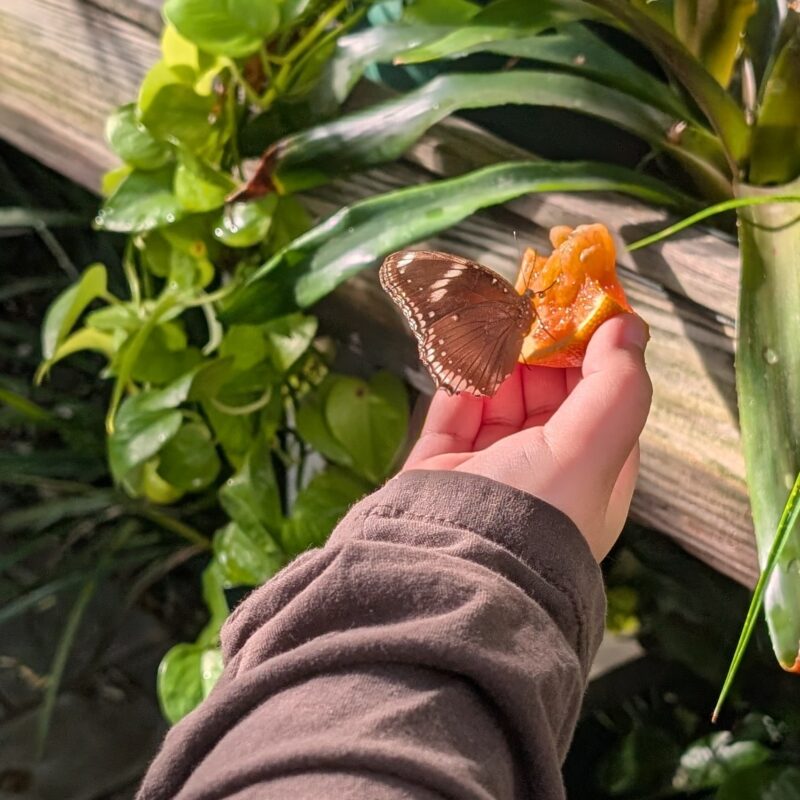 A child's hand holding an orange with a butterfly on it, having a drink.