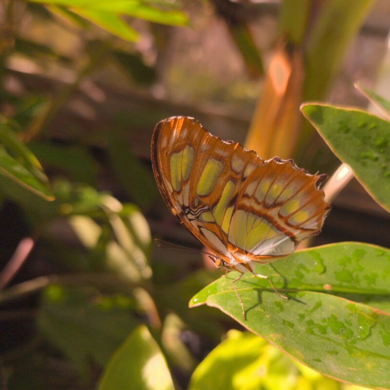 A glasswing butterfly at perched on a leaf.