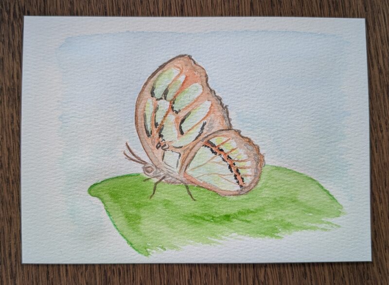 A painting of the same glasswing butterfly with some creative liberties taken because my kid was using my phone so I couldn't look at the reference photo. It's painted on a card that we gave to the person who gave us her extra tickets, though this is before I wrote thank you on the painting.